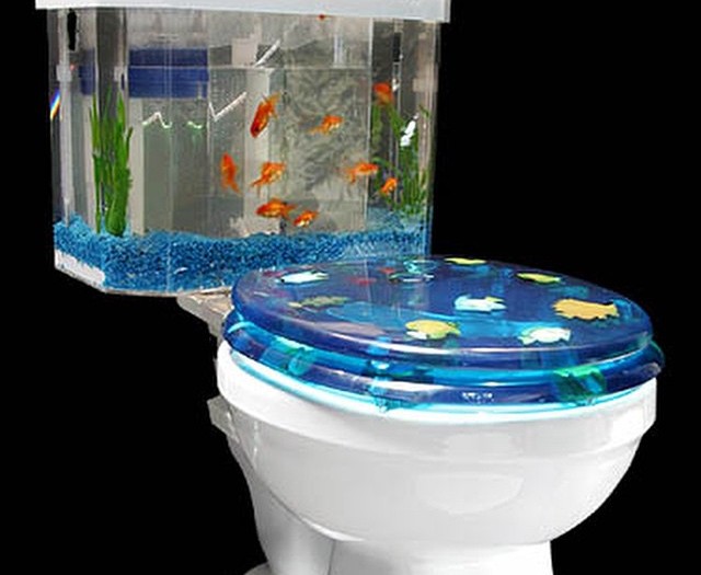 Forget fish & chips - this is fish & shit #toilet #fish #habal #هبل
#HabaLdotCom
#هبل_دوت_كوم