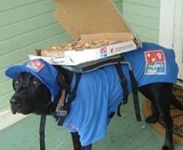 #dominos #nothankyou #dogs #whatdrones #delivery #fail #HabaLdotCom
#هبل_دوت_كوم