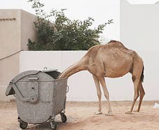 #lunchbox #yummy #food #namnam #camels #HabaLdotCom
#هبل_دوت_كوم