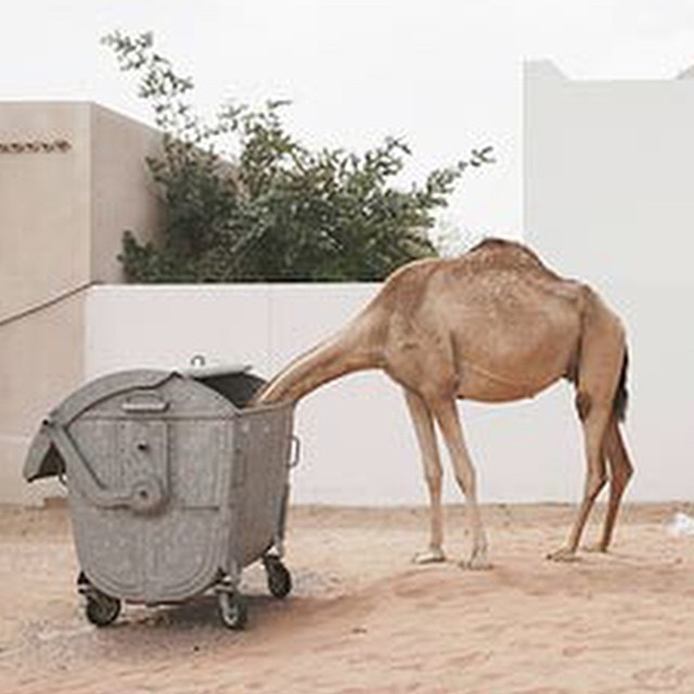 #lunchbox #yummy #food #namnam #camels #HabaLdotCom
#هبل_دوت_كوم
