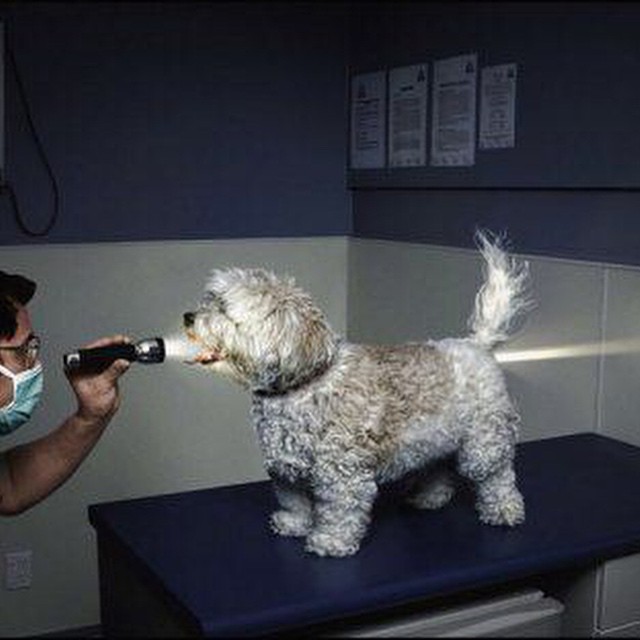 #dogs #vet #checkup #HabaLdotCom
#هبل_دوت_كوم
