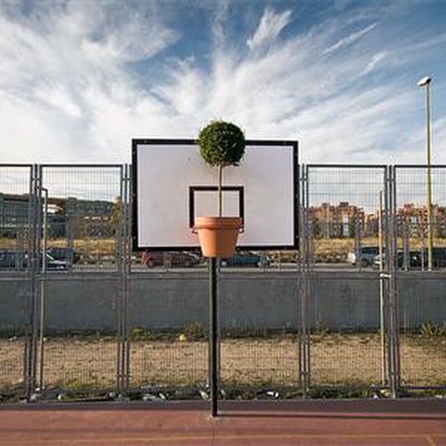 #plant #basketball #green #habal