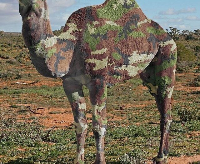 Camelflage? #camels #pattern #colors #camouflage #HabaLdotCom
#هبل_دوت_كوم