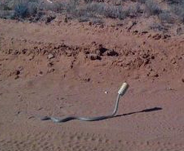 #rattle #snake #soda #HabaLdotCom
#هبل_دوت_كوم