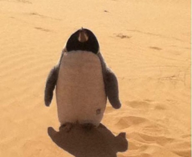 #lost #penguin in the #desert #habal #هبل
#HabaLdotCom
#هبل_دوت_كوم