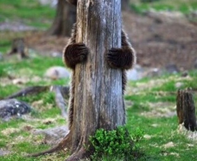 #peekaboo #hiding #bear #habal #هبل
#HabaLdotCom
#هبل_دوت_كوم