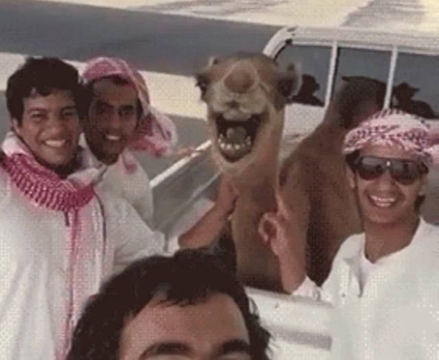 #camel #love #habal #هبل
#HabaLdotCom
#هبل_دوت_كوم
