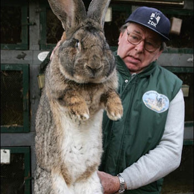 Who caught who? #rabbit #human #habal #هبل
#HabaLdotCom
#هبل_دوت_كوم