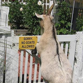 #sorry no #goats #signs #habal #هبل #HabaLdotCom #هبل_دوت_كوم
