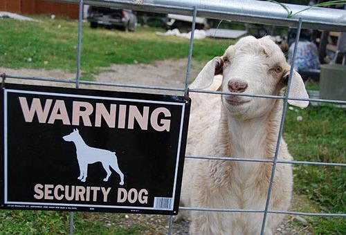 #warning #security #dog errrrr #sheep #habal #هبل #HabaLdotCom #هبل_دوت_كوم