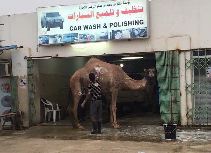 #carwash #camel #wash #هبل #habal #هبل_دوت_كوم #HabaLdotCom