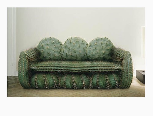 #sit #down #theysaid #cactus #sofa #habal #هبل #habaldotcom