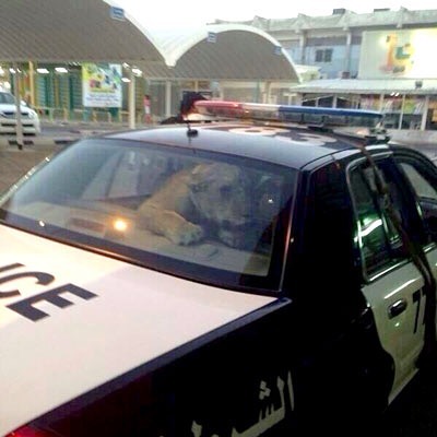 #criminal #lion #caught #police #cops #habal #هبل #habaldotcom