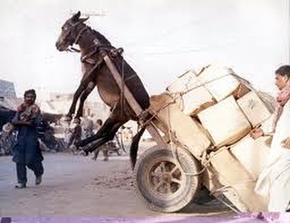 #flying #donkey #fail #animals #peta #habal #هبل #habaldotcom