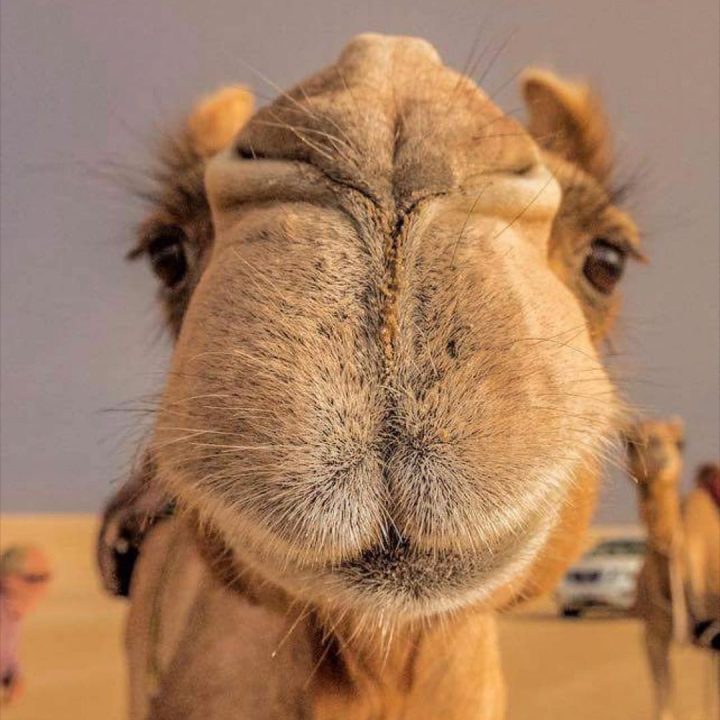 #smile it's #world #camel #day #habal #هبل #habaldotcom